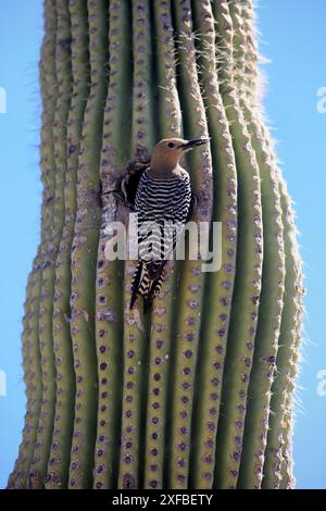 Gila Spechte (Melanerpes uropygialis), ausgewachsen, männlich, in der Zuchtgrube, auf Saguaro-Kakteen, Sonoran Desert, Arizona, Nordamerika, USA Stockfoto