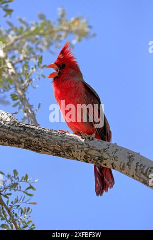 Nördlicher Kardinal (Cardinalis cardinalis), Erwachsene, männlich, auf Baum, singend, Sonora Desert, Arizona, Nordamerika, USA Stockfoto