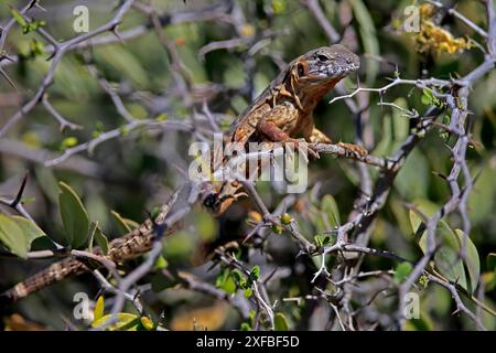 Östlicher mexikanischer Schwarzer Iguana (Ctenosaura acanthura), erwachsen, auf Baum, auf der Suche nach Nahrungsmitteln, Sonoran Desert, Arizona, Nordamerika, USA Stockfoto