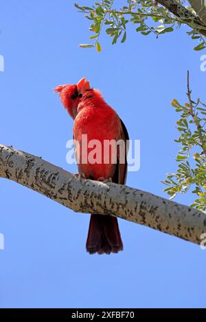 Nördlicher Kardinal (Cardinalis cardinalis), Erwachsene, männlich, auf Baum, singend, Sonora Desert, Arizona, Nordamerika, USA Stockfoto