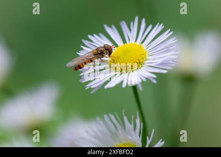 Nahaufnahme einer Blume von Erigeron annuus (Erigeron annuus) mit einer schwebelfliege (Syrphidae), Ternitz, Niederösterreich, Österreich Stockfoto