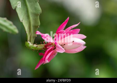 Nahaufnahme einer rosa Kaktusblume (Schlumbergera) mit Ameisen, Ternitz, Niederösterreich, Österreich Stockfoto