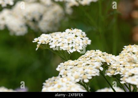 Weiße Blüten der Schafgarbe (Achillea millefolium) im Grünen, Ternitz, Niederösterreich, Osterreich Stockfoto