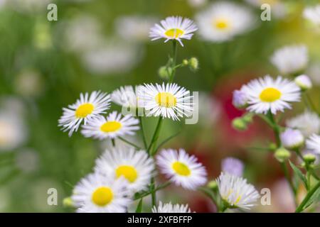 Nahaufnahme der Blüten von Erigeron annuus (Erigeron annuus), Ternitz, Niederösterreich, Österreich Stockfoto