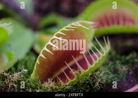 Fleischfressende Pflanze, Dionaea muscipula, Mallorca, Balearen, Spanien Stockfoto