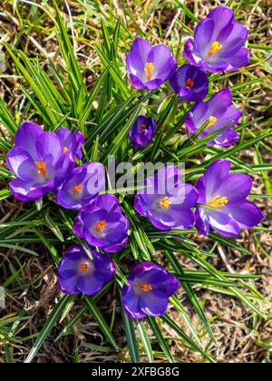 Nahaufnahme einer großen Anzahl violetter Krokusblüten, von oben gesehen Stockfoto