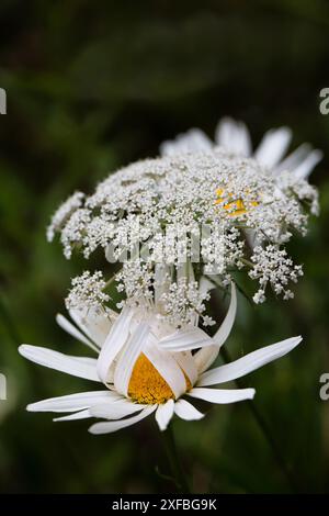 Nahaufnahme von Gänseblümchen und Queen Annes Spitzenblumen, die auf einer Wiese zusammen wachsen. Stockfoto