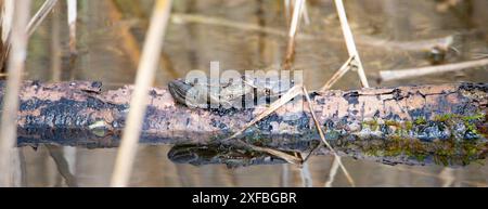 AGA Kröte, Bufo Marinus auf einem Baumstamm sitzend, Amphibienbewohner im Feuchtgebiet-Ökosystem, Haff Reimech Stockfoto