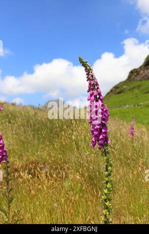 Fuchshandschuh wächst wild auf der Bergseite. Stockfoto