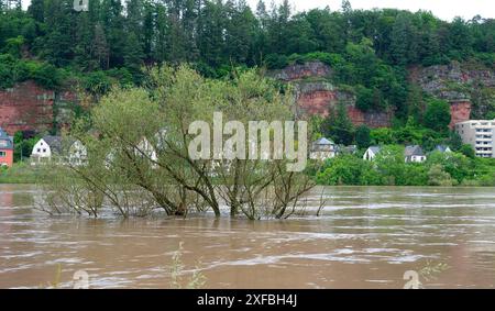 Hochwasser der Mosel, Trier in Rheinland-Pfalz, überflutete Bäume und Wege, Hochwasser, Klimawandel Stockfoto