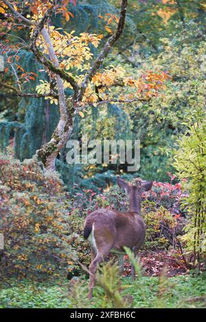 Ein Hirsch, wie von hinten gesehen, in einem wunderschönen Garten. Stockfoto