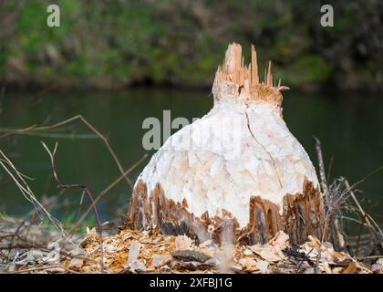 Stämme von Bäumen am Ufer des Sees, von einem Biber genagt und gefällt Stockfoto