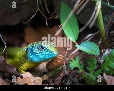 Porträt einer männlichen europäischen grünen Eidechse (Lacerta viridis) Stockfoto