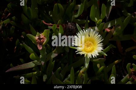 Hottentot-Feige (Carpobrotus edulis), auch bekannt als gelbe Mittagsblume, Pferdefeige, Hottentot-Feige oder Hexenfinger, Ponta da Piedade, Lagos Stockfoto