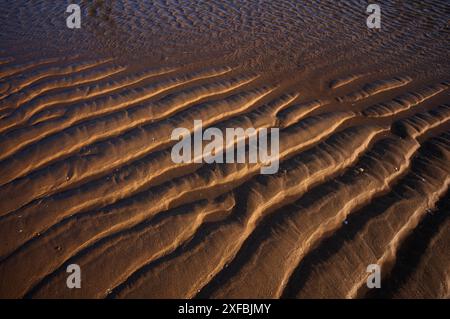 Sandkräuseln, wellige Linien im Sand, Struktur, Sandstrand, Meia Praia Strand, Lagos, Atlantik, Abendlicht, Algarve, Portugal Stockfoto