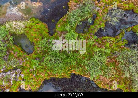 Drohnen, Luftaufnahmen von bunten Seen und Teichen in der kanadischen Wildnis. Abstrakt, Druck, Kunst, Wandkunst. Stockfoto