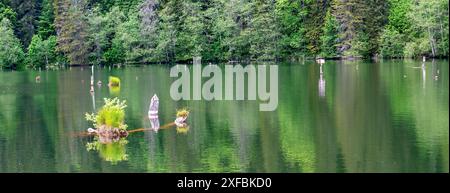 Grüne Reflexionen auf dem sogenannten „Roten See“ in der Nähe von Harghita in Transsylvanien, einem natürlichen Stausee in Rumänien Stockfoto