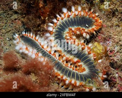 Ein Feuerborstenwurm (Hermodice carunculata) in S-Form auf dem Meeresboden. Farbenfrohe Borsten und natürliche Details sind sichtbar. Tauchplatz Puerto de Mogan Stockfoto