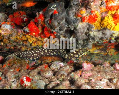 Eine gemusterte Wurzelmoräne (Enchelycore anatina) in einem farbenfrohen Riff. Tauchplatz Pasito Blanco Reef, Arguineguin, Gran Canaria, Spanien, Atlantik Stockfoto