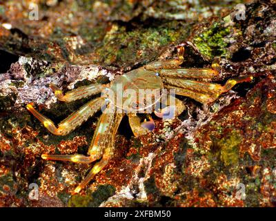 Eine wendige Sprühkrabbe (Percnon gibbesi) mit einer braun-grünen Schale und orange-roten Beinen auf einem felsigen Meeresboden. Tauchplatz Pasito Blanco Reef, Arguineguin Stockfoto