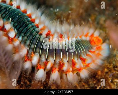 Nahaufnahme eines Feuerborstenwurms (Hermodice carunculata) im Meer. Die feinen Borsten und ihre lebendigen Farben sind auffällig. Tauchplatz El Cabron Stockfoto