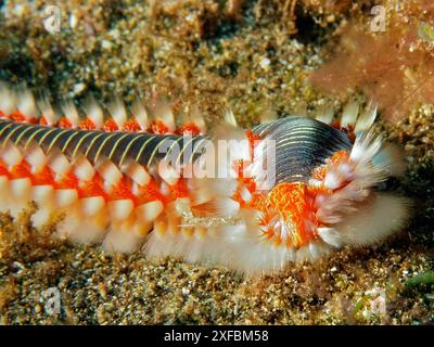 Nahaufnahme eines Feuerborstenwurms (Hermodice carunculata) auf dem Meeresboden. Bunte Borsten und die detaillierte Struktur sind zu sehen. Tauchplatz El Cabron Stockfoto