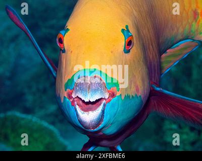 Nahaufnahme von wunderbar bunten Papageienfischen (Chlorurus gibbus, Heavybeak Papageienfische) mit wunderschönen Markierungen - sehr nah von vorne fotografiert. Stockfoto