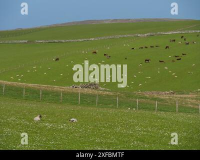 Schafe und Kühe weiden auf einer grünen Wiese, umzäunt und von sanften Hügeln umgeben, lerwick, shetlands, schottland, großbritannien Stockfoto