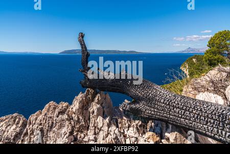 Blick durch einen verbrannten Baumstamm auf das Meer. Ein verbrannter Baumstamm liegt an einem felsigen Ufer. Wunderschöne Landschaft mit Bergen in der Ferne Stockfoto