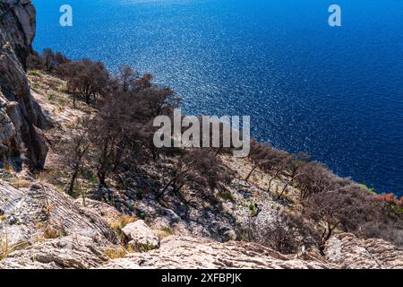 Küste nach dem Feuer. Alle Bäume verbrannten in Feuer neben dem blauen Meer. Kroatien Stockfoto