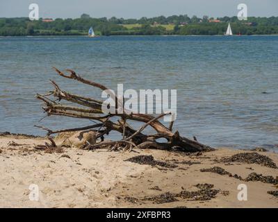 Treibholzstücke liegen im Sand am Ufer, Boote segeln auf dem Wasser und die Entfernung ist grün und malerisch, flensburg, Holnis, deutschland Stockfoto