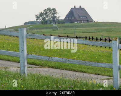 Zaun vor einer grünen Wiese mit Haus und Bäumen im Hintergrund, hallig Hooge, schleswig-holstein, deutschland Stockfoto