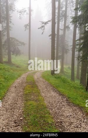 Ein nebeliger Waldweg führt durch hohe Bäume, umgeben von grüner Vegetation und Moos, gosau, alpen, österreich Stockfoto