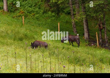 Zwei Kühe weiden auf einer grünen Wiese am Rande eines Waldes, gosau, alpen, österreich Stockfoto