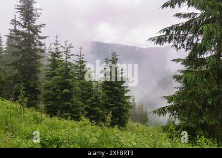 Dichter Nadelwald mit Nebel und leicht sichtbaren Bergen im Hintergrund, gosau, alpen, österreich Stockfoto