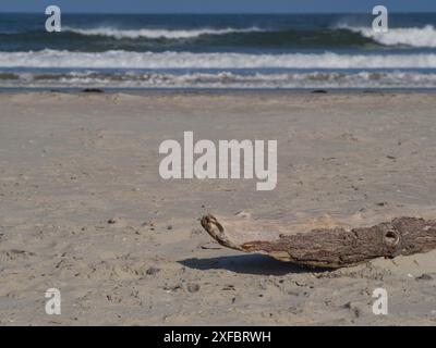 Ein Stück Treibholz liegt an einem Sandstrand, mit Wellen im Hintergrund, Juist, ostfriesland, deutschland Stockfoto