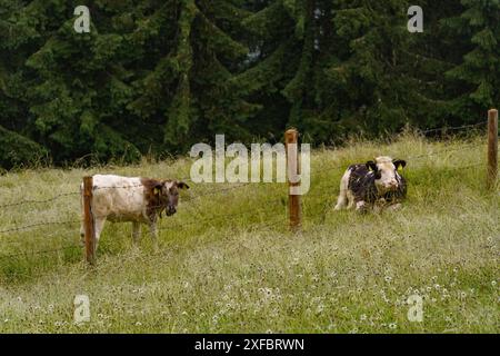 Zwei Kühe auf einer umzäunten Weide vor einem Wald, gosau, alpen, österreich Stockfoto