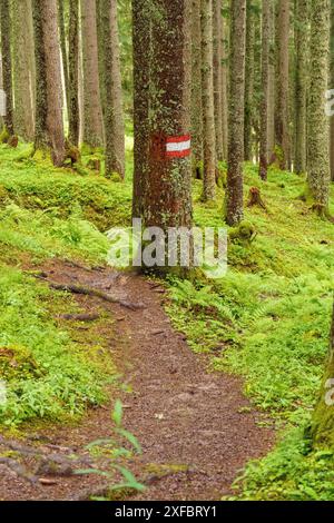 Wanderweg im Wald, gekennzeichnet durch ein Schild auf einem Baum, umgeben von moosbedeckten Böden und Bäumen, gosau, alpen, österreich Stockfoto