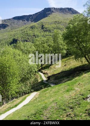 Ein schmaler Wanderweg schlängelt sich durch eine grüne, hügelige Landschaft, gesäumt von Bäumen und umgeben von Bergen, Flam, norwegen Stockfoto