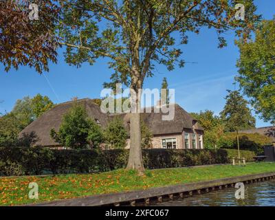 Haus mit Strohdach neben einem großen Baum, umgeben von bunten Herbstblättern, Giethoorn, Niederlande Stockfoto