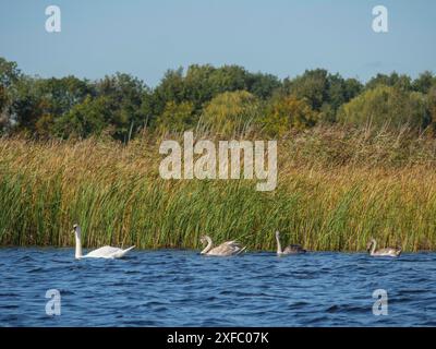 Schwäne schwimmen in einer Reihe im Wasser, entlang des hohen Schilfes, mit einem bewaldeten Hintergrund unter einem blauen Himmel, Giethoorn, Niederlande Stockfoto