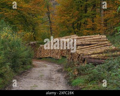 Holzstapel entlang eines Weges in einem Herbstwald, ibbenbueren, Nordrhein-Westfalen, Deutschland Stockfoto