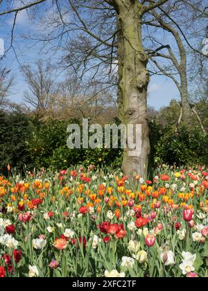 Ein Baum steht inmitten eines bunten Blumenfeldes mit verschiedenfarbigen Tulpen unter blauem Himmel, Amsterdam, Niederlande Stockfoto