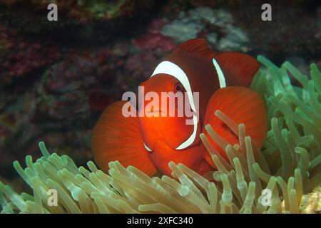 Anemonenfische, sehr nah und intensiv in leuchtendem Rot. Spinecheek Anemonenfische in grüner Anemone im Korallenriff, Raja Ampat, West-Papua, Indonesien. Nahaufnahme. Stockfoto