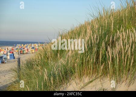 Hohe Gräser wachsen auf den Dünen am Strand, im Hintergrund das weite Meer, langeoog, ostfriesland, deutschland Stockfoto