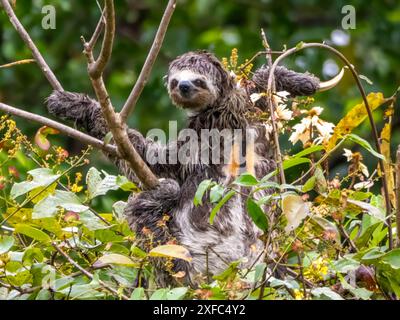 Freundlich lächelndes dreifingriges Faultier (Bradypus) am Rio Purus, einem rechten Nebenfluss des Amazonas in Brasilien. Stockfoto