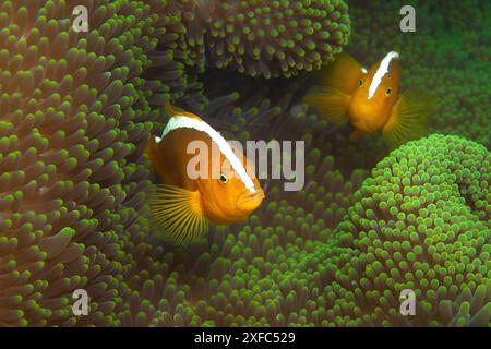 Anemonenfische sind immer neugierig. Gestreifte Anemonenfische in leuchtender grüner Anemone im Korallenriff, Unterwasserfotografie, Indonesien. Zwei Fische aus nächster Nähe Stockfoto