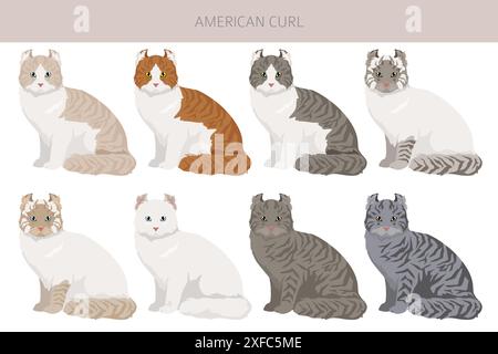 American Curl Cat Clipart. Alle Lackfarben festgelegt. Infografik zu den Merkmalen aller Katzenrassen. Vektorabbildung Stock Vektor