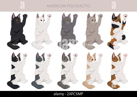 Amerikanisches Polydactyl-Katzenklipart. Alle Lackfarben festgelegt. Infografik zu den Merkmalen aller Katzenrassen. Vektorabbildung Stock Vektor
