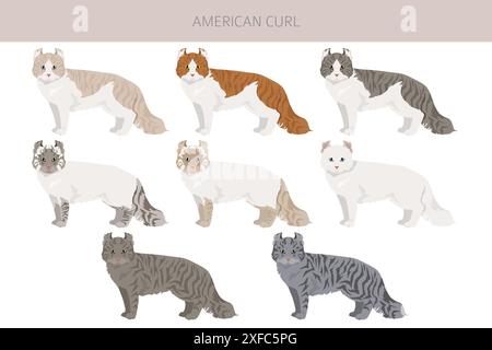 American Curl Cat Clipart. Alle Lackfarben festgelegt. Infografik zu den Merkmalen aller Katzenrassen. Vektorabbildung Stock Vektor